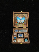 Butterfly Specimen Gift – Small Box - Style 1